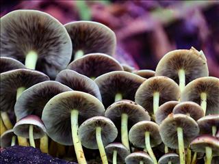 قارچ‌های جنگل‌های هیرکانی مازندران گنجینه‌ای پنهان با ارزش‌های اکولوژیک و اقتصادی