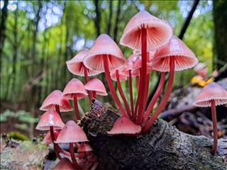 قارچ‌های جنگل‌های هیرکانی مازندران