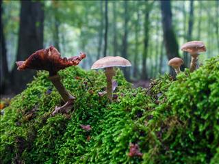 قارچ‌های جنگل‌های هیرکانی گنجینه‌ای ارزشمند